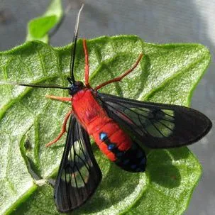thumbnail for publication: Scarlet-Bodied Wasp Moth, Cosmosoma myrodora (Dyar) (Insecta: Lepidoptera: Arctiidae)